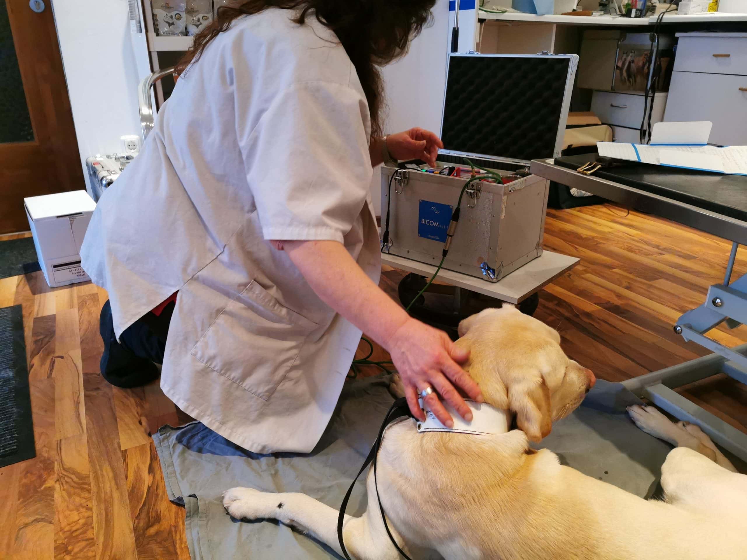 Bioresonanztherapie am Hund