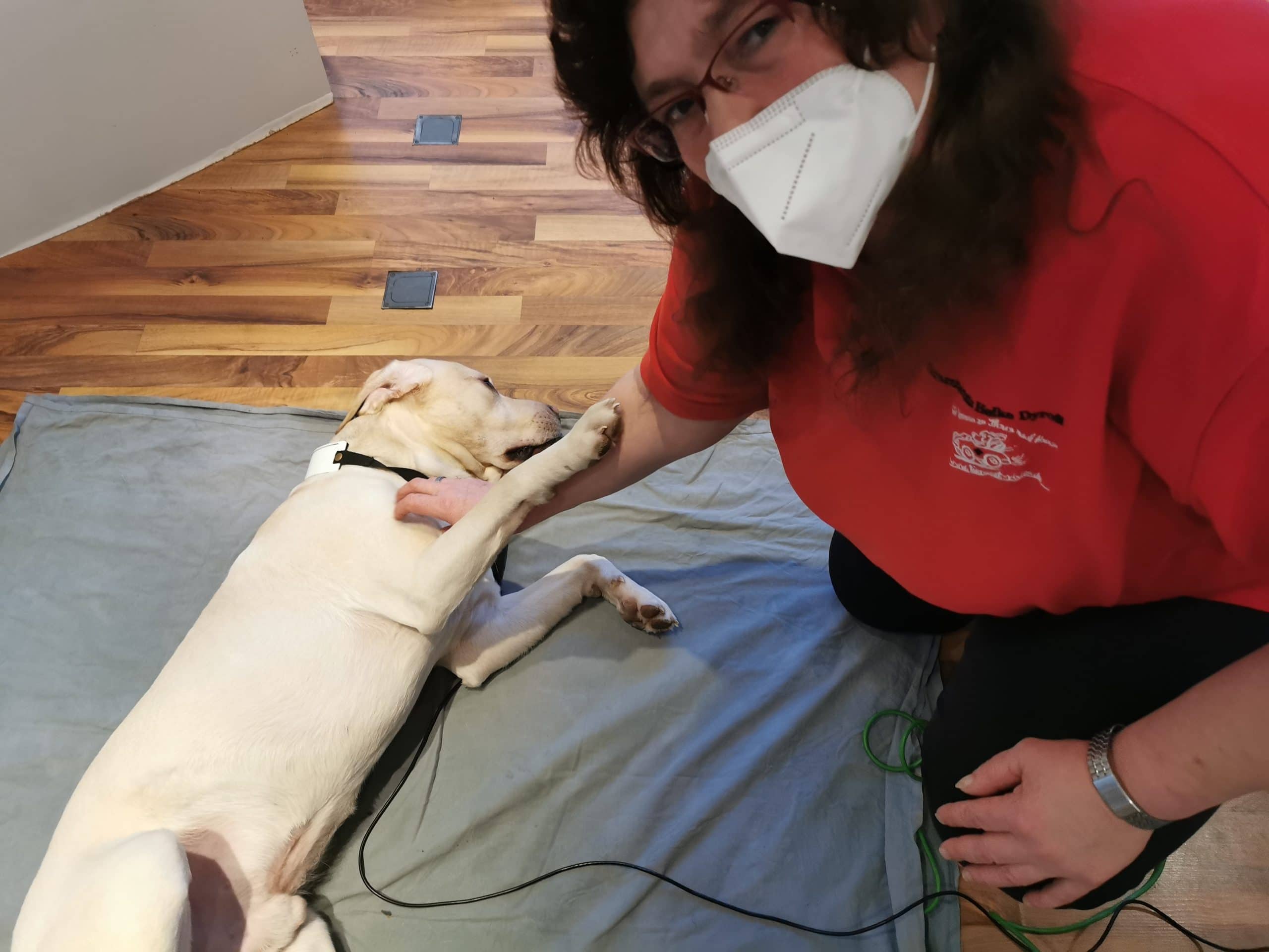 Betreuung eines Hundes während der Diagnostik